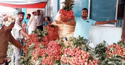 দিনাজপুরে লিচুর মৌসুম জমজমাট, ৯ কোটি টাকার বাণিজ্যের আশা