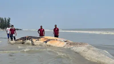 সৈকতে ভেসে এলো দুই যুগের সবচেয়ে বড় মৃত তিমি