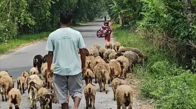 দাদির দেওয়া একটি ভেড়া থেকে ৯৮টির পাল, তরুণ আশিকের সাফল্য