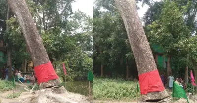আখাউড়ায় ঝড়ে পড়া গাছ কাটার পর আবার দাঁড়িয়ে গেছে, এলাকায় চাঞ্চল্য