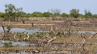 চার বছরে সোনাদিয়ায় সাত হাজার একর প্যারাবন উজাড়, ৮২ চিংড়িঘের