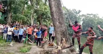 ব্রাহ্মণবাড়িয়ায় ঝড়ে উপড়ে পড়া আলোচিত গাছ কেটে ফেলা হয়েছে