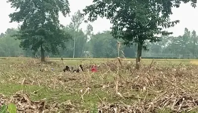 ঠাকুরগাঁও সীমান্তে বিএসএফের ১১ জন পাঠানোর চেষ্টা, বিজিবির বাধা