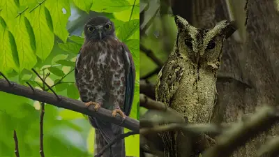 কু-পাখি: অশুভ সংকেত নয়, প্রকৃতির উপকারী বন্ধু