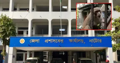 নাটোরে বানরের আক্রমণে অতিষ্ঠ বাসিন্দারা, ডিসির কাছে আকুতি