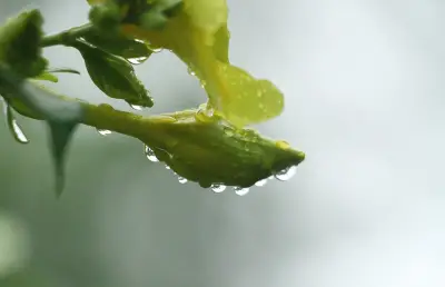 বৃষ্টির পর ফুলের সতেজ রূপ: এক অনন্য ছবির গল্প