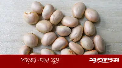 কাঁঠাল বীজের পুষ্টিগুণ: স্বাস্থ্য সুরক্ষায় অমূল্য সুপারফুড