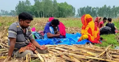 বিজিবির তৎপরতায় হরিপুর সীমান্তে পুশইনের শিকার ১১ জনকে সরিয়ে নিল বিএসএফ