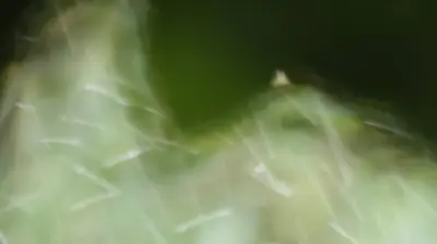 বর্ষা শুরু: বৃষ্টি-বিরহ-ভাজাপোড়ায় বাঙালির নতুন ঋতু