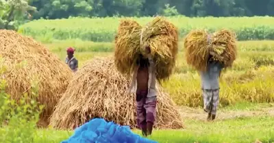 ২০২৬-২৭ বাজেট: কৃষির ন্যায্য হিস্যা ও ভর্তুকি কাঠামোয় সংকট