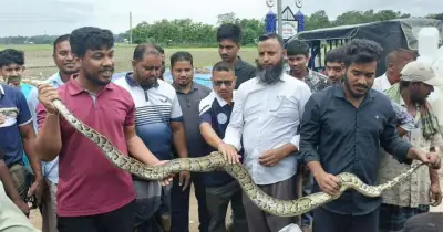 দীঘিনালায় মাছ ধরার জালে আটকা পড়া ৮ ফুটের বার্মিজ অজগর উদ্ধার