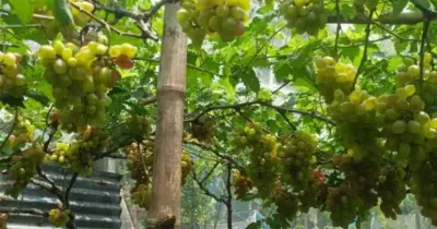 রাজশাহীর বারেন্দ্র অঞ্চলে বাণিজ্যিক আঙ্গুর চাষের সম্ভাবনা উজ্জ্বল