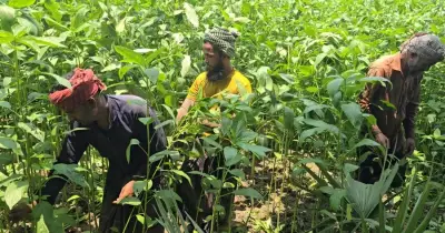 ফরিদপুরে পাটচাষে ব্যস্ত কৃষক, বাম্পার ফলনের আশা