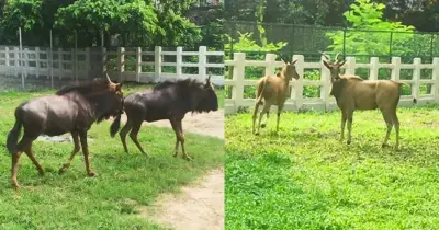 দক্ষিণ আফ্রিকা থেকে আসা চার নতুন প্রাণী জাতীয় চিড়িয়াখানায় অবমুক্ত