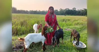 ছাগল পালনে বদলে গেল গৃহিণীর জীবন, দুই থেকে তেরো