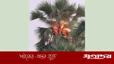 বরগুনায় বজ্রপাতে ৫০ ফুট তালগাছে আগুন, বৃষ্টিতে নিয়ন্ত্রণ