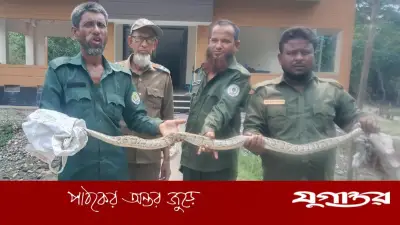 কয়রায় মন্দিরের পাশে অজগর উদ্ধার, সুন্দরবনে অবমুক্ত