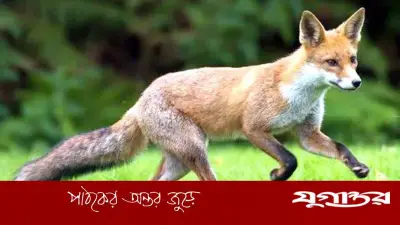 গাজীপুরের কালিয়াকৈরে পাগলা শিয়ালের কামড়ে নারী-শিশুসহ আহত ২০