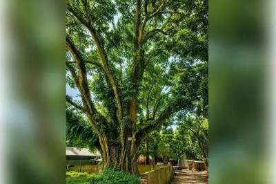 শেরপুরে প্রাচীন বটগাছ কাটার উদ্যোগ বন্ধ, জেলা প্রশাসকের হস্তক্ষেপ