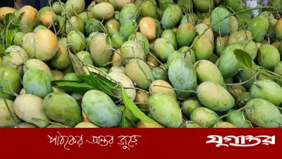 আমের বোঁটার গন্ধ শুঁকে চিনুন টক না মিষ্টি