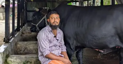 খালেদা জিয়াকে গরু উপহার দিতে চাওয়া সোহাগ মৃধা গ্রেফতার