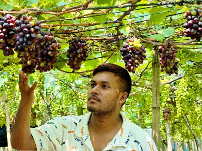আঙুর চাষে সাফল্য-ব্যর্থতার গল্প: কৃষকের আর্থিক ক্ষতি ও অনিশ্চিত ভবিষ্যৎ