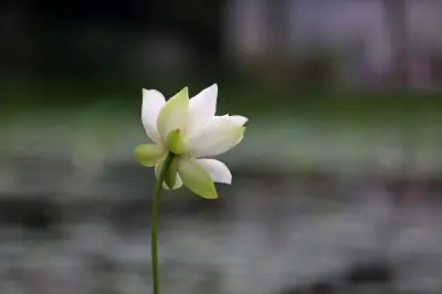 সাদা পদ্মের মেলা: প্রকৃতির অপূর্ব সৌন্দর্যের ছবি গল্প