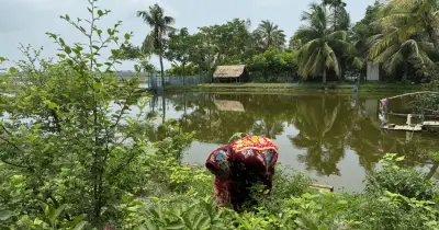 বাঘেরহাটের উপকূলে নারী কৃষকের সংখ্যা বাড়ছে, স্বীকৃতি মিলছে না