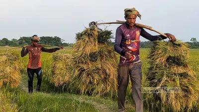 বিশ্বব্যাংকের প্রতিবেদন: কৃষি বাজেটে ভর্তুকির আধিক্য, উৎপাদনশীলতা বৃদ্ধিতে বাধা