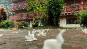 প্রকৃতির অপার সৌন্দর্যে ভরপুর নাগরিক সংবাদের ১০ ছবি