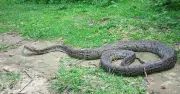 মীরসরাইয়ে ১২ ফুট অজগর উদ্ধার, বনে অবমুক্ত