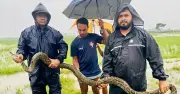 শ্রীমঙ্গলে হাইল হাওর থেকে ১২ ফুট লম্বা অজগর উদ্ধার