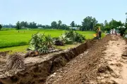 সিরাজগঞ্জে সড়ক সংস্কারের নামে ২০টি তালগাছ উপড়ে ফেলার অভিযোগ