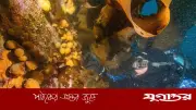 অ্যান্টার্কটিকার সামুদ্রিক প্রাণীর টক্সিনে মেলানোমার সম্ভাব্য চিকিৎসা