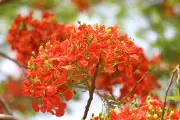 কৃষ্ণচূড়ার সৌন্দর্যে কবিতার মায়া
