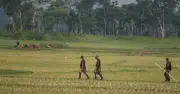 বিএসএফের তাড়িয়ে দেওয়া ১০ বাংলাদেশি সীমান্তে আটকা