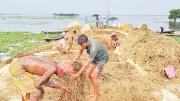 পানির নিচে পচা ধান তুলে আনছেন হাওরের কৃষকরা