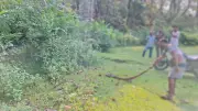 নেত্রকোনায় জালে আটকা অজগর উদ্ধার, বনে অবমুক্ত