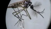 মশা নিধন: বিপজ্জনক প্রজাতি ধ্বংস করাই যথেষ্ট, বিজ্ঞানীদের মত