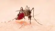 ডেঙ্গুতে ২৪ ঘণ্টায় ১ মৃত্যু, হাসপাতালে ভর্তি ১১০