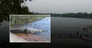 বাগেরহাটে কুমিরের আক্রমণে নিখোঁজ ৮ বছরের শিশু ফাতেমা