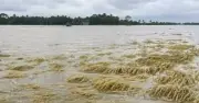 হাওরে অকাল বন্যায় বোরো ধানের ব্যাপক ক্ষতি, কৃষকেরা দিশেহারা