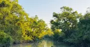 সুন্দরবনে পর্যটক নিষেধাজ্ঞা: একটি প্রশংসনীয় সিদ্ধান্ত