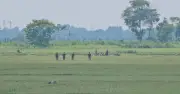 বেনাপোল সীমান্তে বিএসএফের ঠেলে পাঠানো ১০ জন জিরো লাইনে আটকে