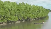 সুন্দরবনে ছয় জেলে অপহরণ, মুক্তিপণ দাবি দস্যুদের