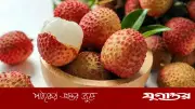 লিচু কেনার আগে জেনে নিন টাটকা ও মিষ্টি ফলের ১০টি সহজ লক্ষণ