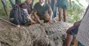 হযরত খান জাহান আলীর মাজার পুকুর থেকে কুমির সুন্দরবনে স্থানান্তর