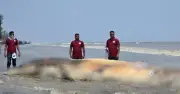 কুয়াকাটায় ভেসে এলো বিশালাকার মৃত তিমি