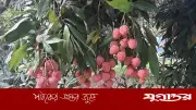বিজয়নগরে লিচুর বাম্পার ফলন, পর্যটকদের পদচারণায় মুখরিত এলাকা