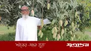 ফেনীর সোনাগাজীতে ১০২ জাতের আমের বাগান, সফল অবসরপ্রাপ্ত মেজর